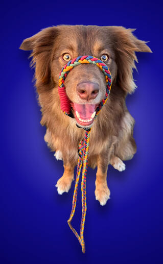 Bosco in Blue Bosco in Blue