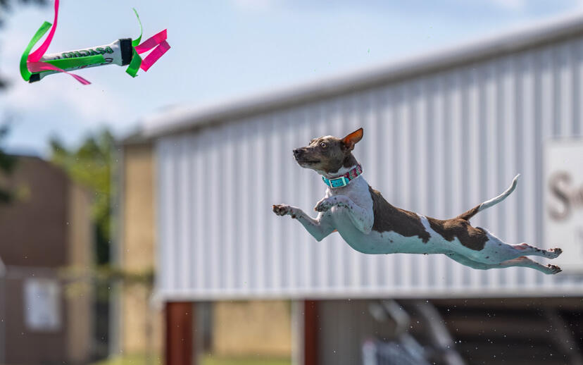 Flying Iris Flying Iris