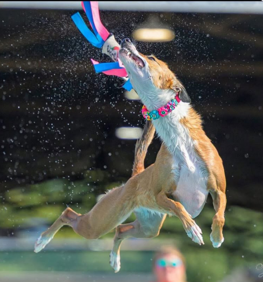 Salsa Jumps Salsa Jumps