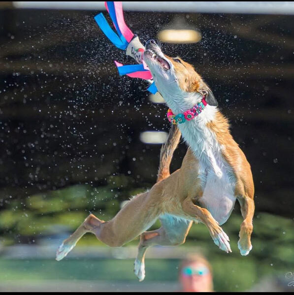 SalsaJumps SalsaJumps